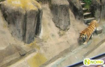   / Zoo Tiger Escape VO