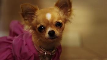   - 2 / Beverly Hills Chihuahua 2 DUB