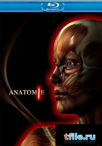  / Anatomie MVO