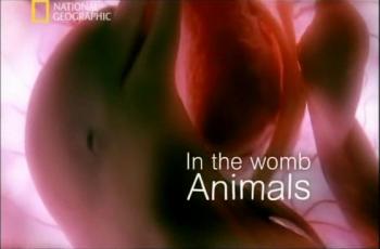    - ,  / In the womb animals