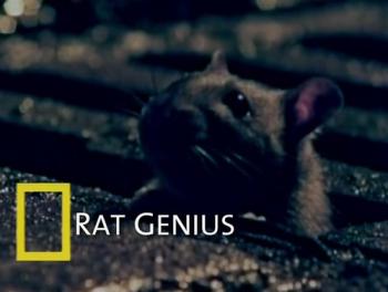   / Rat Genius