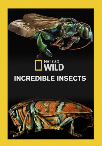   / NAT GEO WILD. Incredible Insects VO