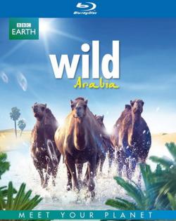 BBC:   (1-3   3) / BBC: Wild Arabia VO