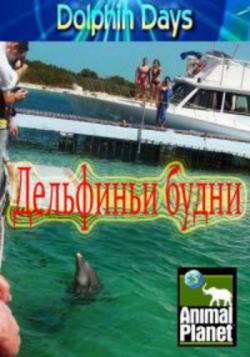 Animal Planet:   (2   2) / Animal Planet: Dolphin Days VO