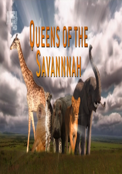   / Queens Of The Savannah (3   3) DUB