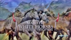  .      / Majestic white horses