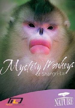  - / Mystery Monkeys of Shangri-La DUB