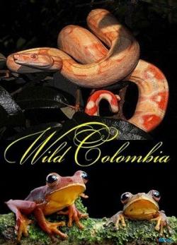  ( 1-3  3) / Wild Colombia DUB