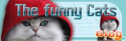       / Funny Cats