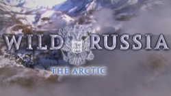   . / Wild Russia.The Arctic