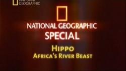 .     / Hippo. Africa's River Beast