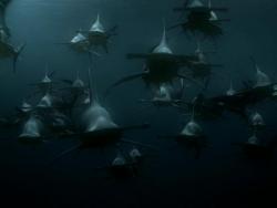   / Shark Swarm (2   2) MVO