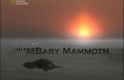  . :    / National Geographic. Waking the Baby Mammoth VO
