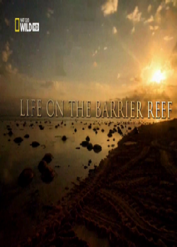      (3   3) / Life on the Barrier Reef DUB