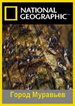  / National Geographic. City of Ants VO