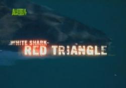   -   / BBC: White Shark - Red Triangle VO