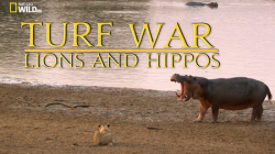   .    / NAT GEO WILD. Turf War. Lions and Hippos DUB