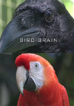   ? / Bird brain VO