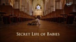    / Secret Life of Babies