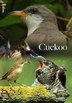  .  / The Natural World. Cuckoo DUB