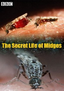   / The Secret Life of Midges DUB