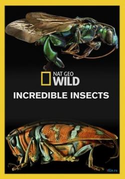   / Incredible Insects DUB