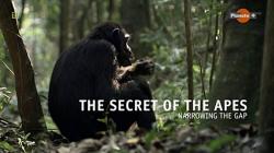  .   / The Secret of the Apes - Narrowing the GAP DVO