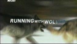    / Animal Planet. Running with Wolves VO