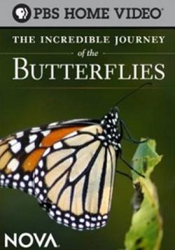    / The Incredible Journey of the Butterflies DVO