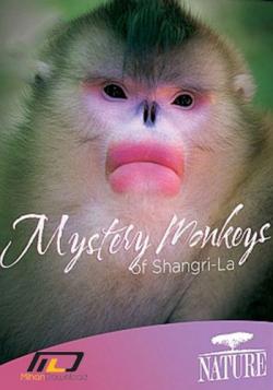  - / Mystery Monkeys of Shangri-La VO