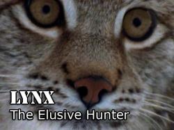 :   / Nature. Lynx: The Elusive Hunter VO