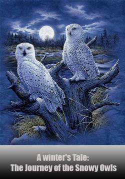  .    / A winter's Tale - The Journey of the Snowy Owls VO