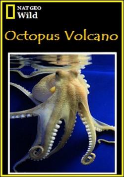   / Octopus Volcano 2xDUB