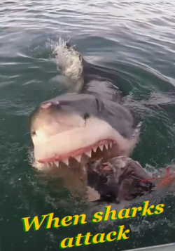    (2   2) / When sharks attack VO