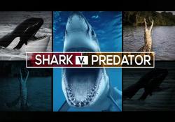    / Shark v. Predator VO