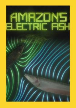    / NAT GEO WILD. Amazon's electric fish VO