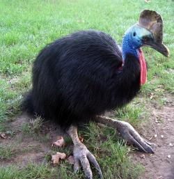  / Cassowaries