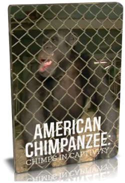  :    / NAT GEO WILD. American chimpanzee: Chimps in captivity VO