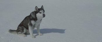   / Eight Below DUB